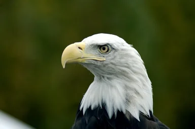 Free Stock Photo: Close-up of a bald eagle