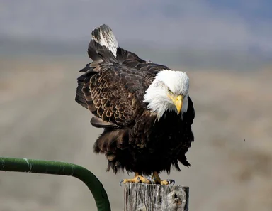 Free Stock Photo: A bald eagle on a fence post