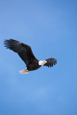Free Stock Photo: A bald eagle in flight