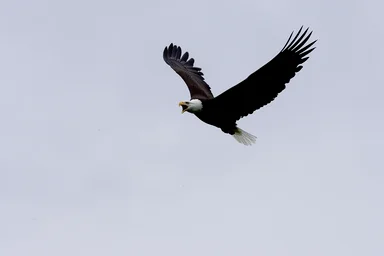 Free Stock Photo: Bald Eagle in Flight