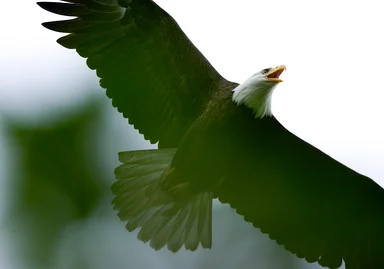 Free Stock Photo: A Bald Eagle in Flight Overhead