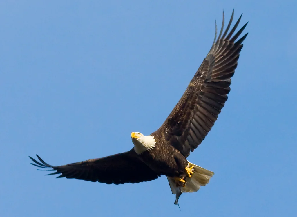 A Bald Eagle flying with a Fish : Free Stock Photo