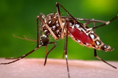 Free Stock Photo: Close-up of a mosquito feeding on blood