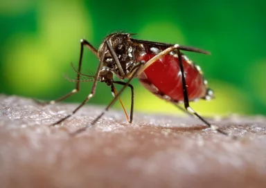 Free Stock Photo: Close-up of a mosquito feeding on blood