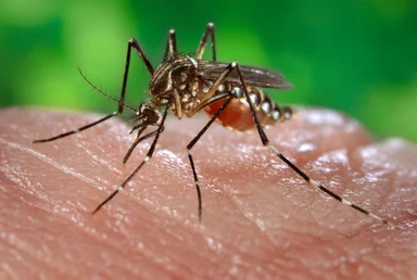 Free Stock Photo: Close-up of a mosquito feeding on blood