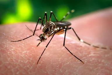 Free Stock Photo: Close-up of a mosquito feeding on blood