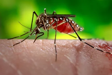 Free Stock Photo: Close-up of a mosquito feeding on blood