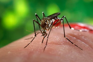 Free Stock Photo: Close-up of a mosquito feeding on blood