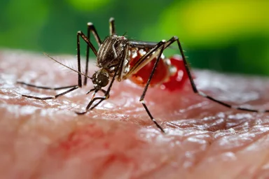 Free Stock Photo: Close-up of a mosquito feeding on blood