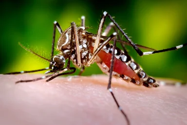 Free Stock Photo: Close-up of a mosquito feeding on blood