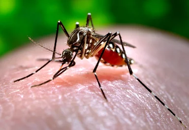 Free Stock Photo: Close-up of a mosquito feeding on blood