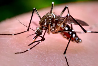 Free Stock Photo: Close-up of a mosquito feeding on blood