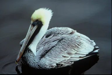 Free Stock Photo: A brown pelican floating on the water