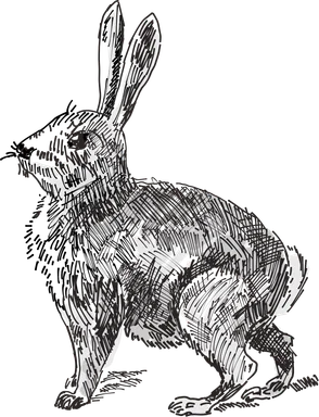 Free Stock Photo: Illustration of a rabbit