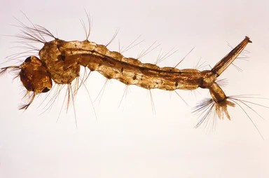Free Stock Photo: Close-up of a mosquito larva