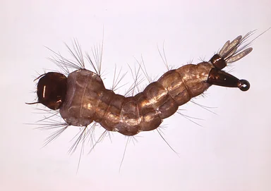 Free Stock Photo: Close-up of a mosquito larva