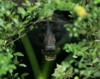 Free Stock Photo: A black bear in the bushes