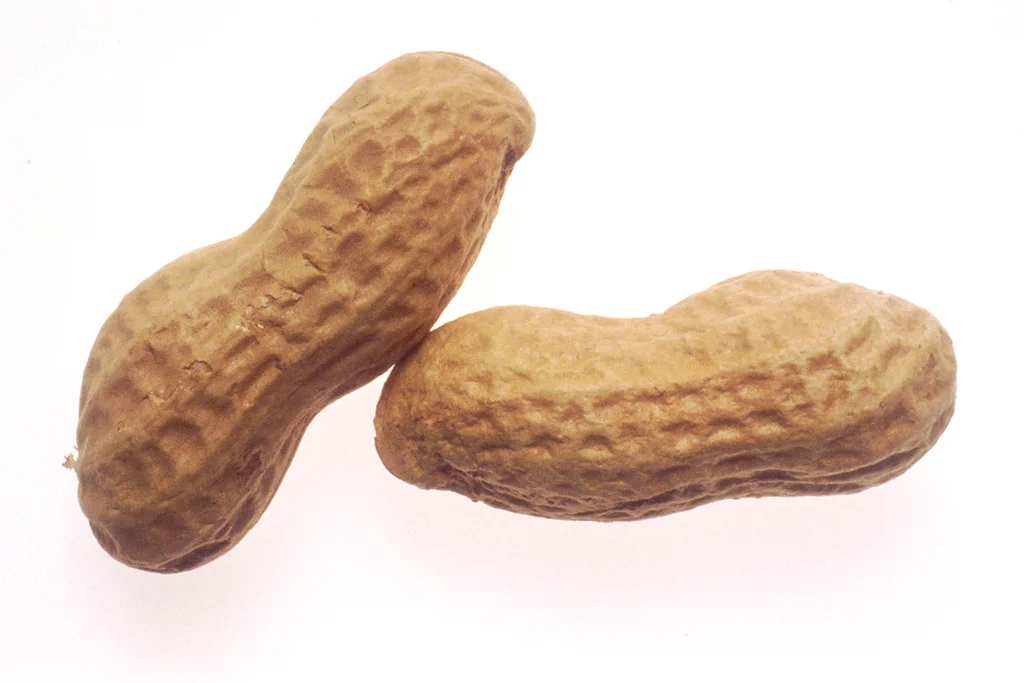 Two peanuts isolated on a white background : Free Stock Photo