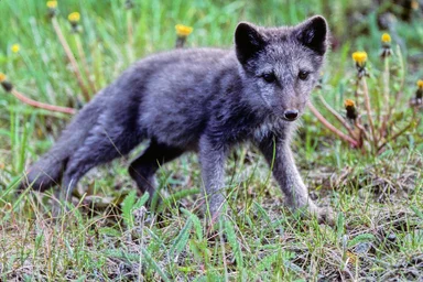 Free Stock Photo: An arctic fox pup