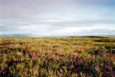 Free Stock Photo: An arctic tundra landscape