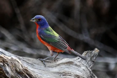Free Stock Photo: A colorful painted bunting bird