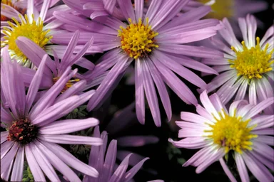 Free Stock Photo: Close-up of purple flowers