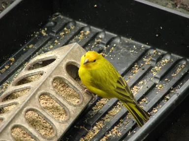 Free Stock Photo: Small yellow bird at bird feeder