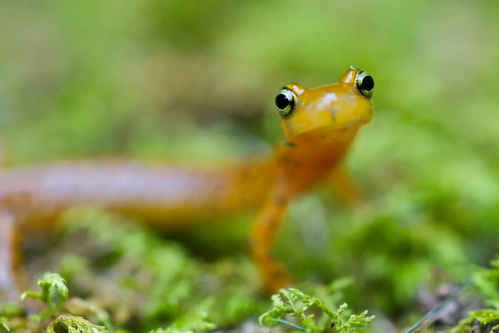 A close view of a longtail salamander face : Free Stock Photo