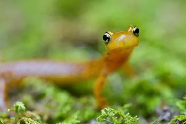 Free Stock Photo: A close view of a longtail salamander face