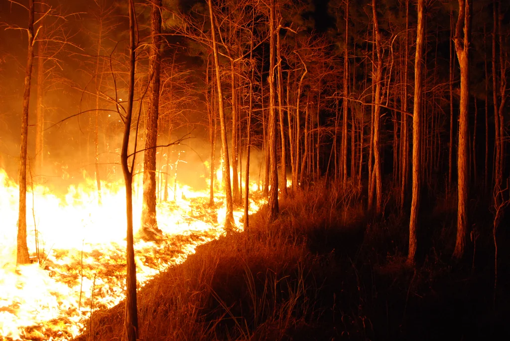 A wildfire burning : Free Stock Photo