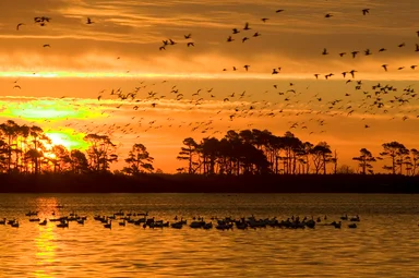 Free Stock Photo: A mixed flock of waterfowl flying in the sunset
