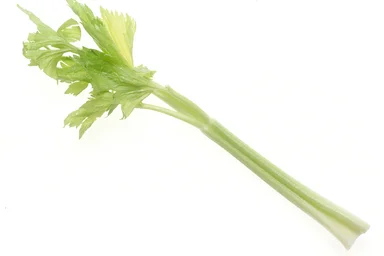 Free Stock Photo: A stalk of celery