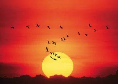 Free Stock Photo: Geese flying in front of a setting sun