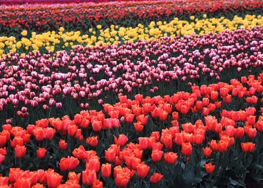 Free Stock Photo: Colorful tulips growing in a field