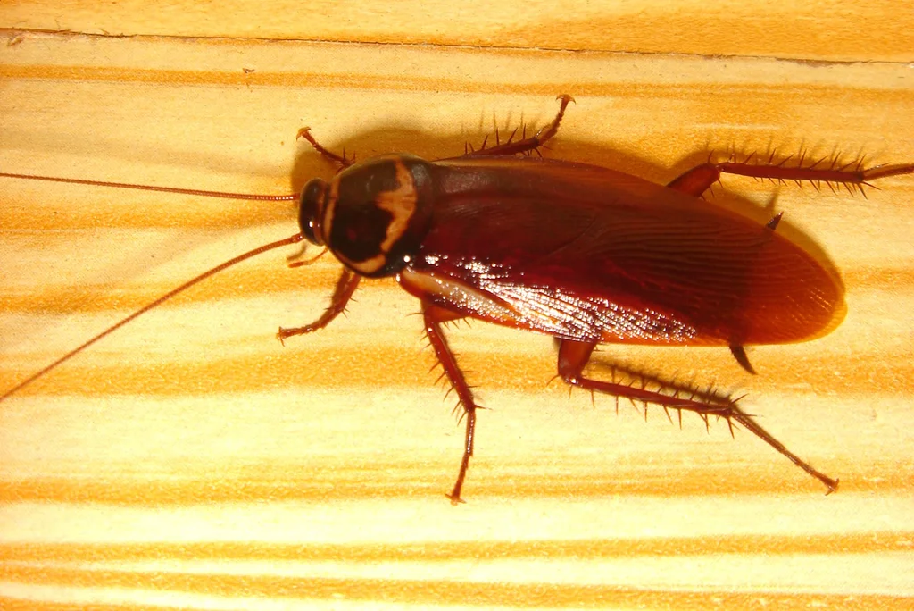 Close-up of a cockroach : Free Stock Photo