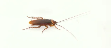 Free Stock Photo: Isolated cockroach