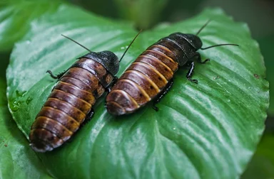 Free Stock Photo: Madagascar hissing cockroaches