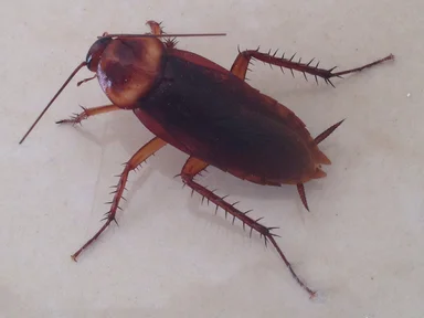 Free Stock Photo: A large cockroach