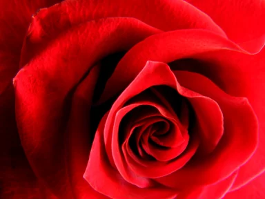 Free Stock Photo: Red rose close-up