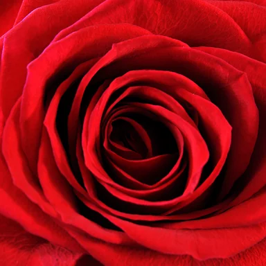 Free Stock Photo: Red rose close-up