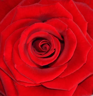Free Stock Photo: Red rose close-up