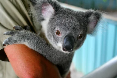 Free Stock Photo: Koala bear