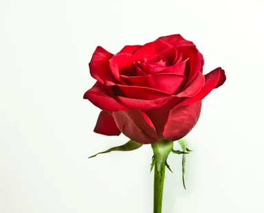 Free Stock Photo: Red rose isolated