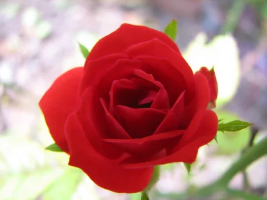 Free Stock Photo: A red rose