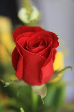 Free Stock Photo: A red rose