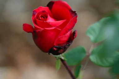 Free Stock Photo: A red rose