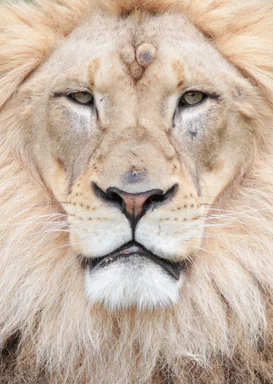 Free Stock Photo: Lion face