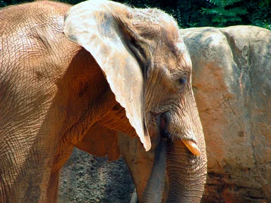 Free Stock Photo: Elephant