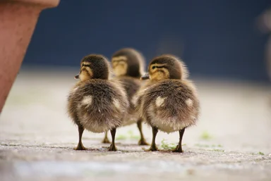 Free Stock Photo: Three ducklings