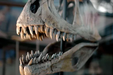 Free Stock Photo: Dinosaur skull